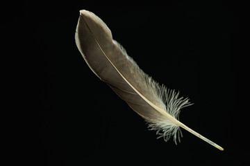 Poster - Beautiful duck Bird feather pattern for design texture. Isolated on Black Background