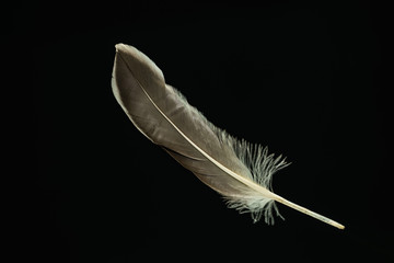 Poster - Beautiful duck Bird feather pattern for design texture. Isolated on Black Background