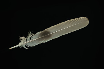 Poster - Beautiful gray Bird feather pattern for design texture. Isolated on Black Background