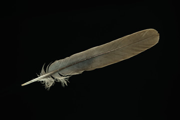 Poster - Beautiful gray Bird feather pattern for design texture. Isolated on Black Background