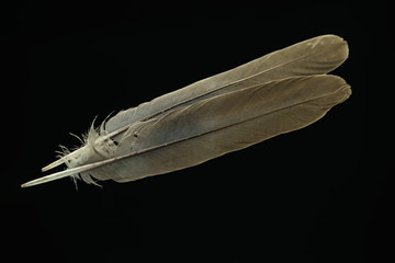 Poster - Beautiful gray Bird feather pattern for design texture. Isolated on Black Background