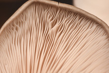 Close Up Of Mushroom Gills. Abstract Nature Background, Macro Shot Of Oyster Mushroom Gills