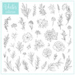© Katy's Dreams - Hand Drawn Botanical Flowers. Set of plant elements. Vector Collection of Illustrations. Hand sketched vector vintage elements (leaves and flowers). Wedding decorations