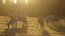 Finland. Group of male horny deers grazing, eating grass in morning during fabulous sunrise. 4K