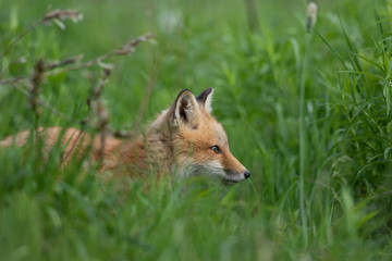 Fox in the Grass