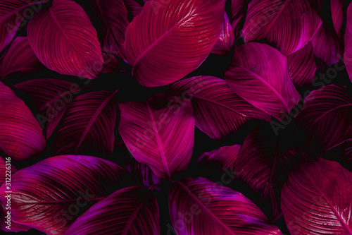 Fotografía leaves of Spathiphyllum cannifolium, abstract colorful texture, nature backgroun
