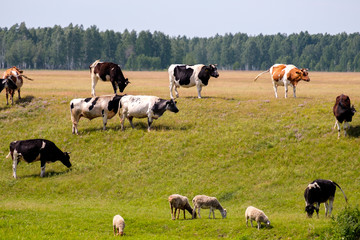 cows on the hill above sheep below cattle