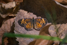 Butterfly 2019-146 / Silvery Checkerspot (Chlosyne Nycteis)