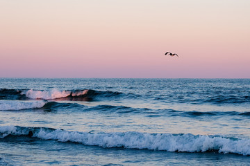pelican against a pink sky and blue ocean as it flies over looking for food
