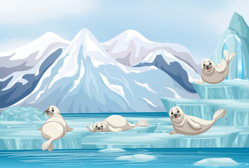 Poster - Scene with white seals on ice