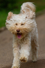  Australian Labradoodle