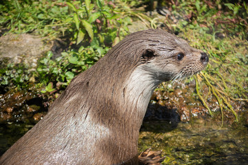 portrait of a otter in the water