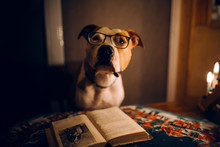 Amstaff Dog In Glasses Read A Book At The Evening