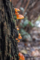 Flammulina velutipes mushroom on wooden log on dark bark