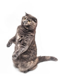 Fototapeta Koty - A cute british shorthair cat standing funny on two feet isolated on white