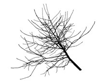 Cherry Tree Branch Silhouette. Vector Illustration.