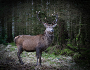 Wall Mural - monarch of the glen