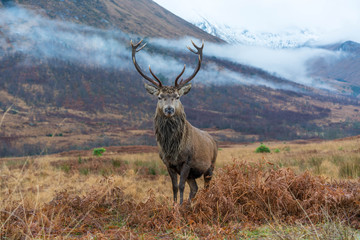 Wall Mural - monarch of the glen