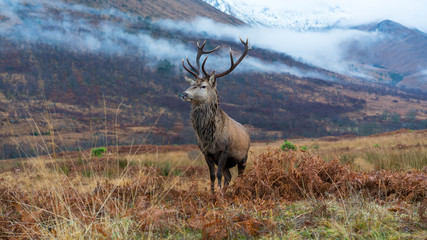 Wall Mural - Monarch Of The Glen