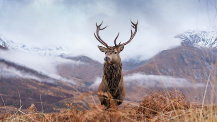 Wall Mural - monarch of the glen