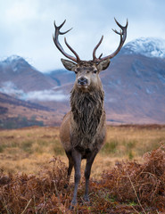 Wall Mural - monarch of the glen