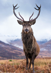 Wall Mural - monarch of the glen