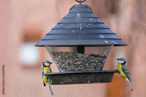 Cuadros en Lienzo Winterfütterung von Meisen im eigenen Garten mit Vogelfutter