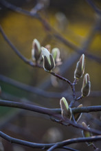Closeup Magnolia Flower. Natural Floral Spring Or Summer Background With Soft Focus And Blur