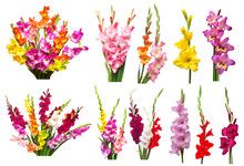 Collection Gladiolus Flowers Isolated On White Background. Yellow, Red, Pink, Orange, Green. Flat Lay, Top View