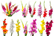 Collection gladiolus flowers isolated on white background. Yellow, red, pink, orange, green. Flat lay, top view