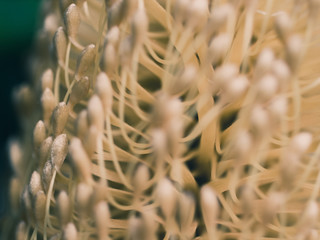 Banksia flower