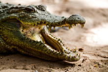 Gambia Crocodile Reserve