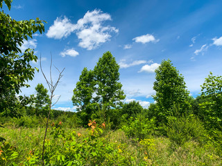 Wall Mural - landscape with trees and blue sky