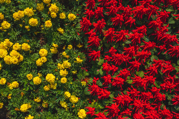 Background of red and yellow flowers