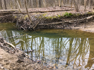 Wall Mural - reflection of trees in water