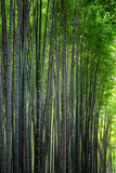 Fototapeta Dziecięca - Bamboo alley in Kyoto on a sunny spring day. Densely growing trees to each other. Vertical.