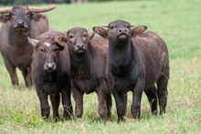 Domestic Water Buffalo Being Farmed In Northern Australia