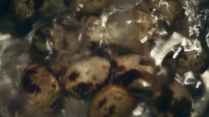 Canvas Print - Pot with boiling Quail Eggs (close-up shot; 4K)