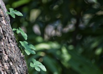 Wall Mural - green leaves of tree, Weeds that attach to large trees for growth , Looks beautiful and made into a background