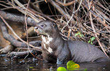 A Giant Otter, Or Giant River Otter, Pteronura Brasiliensis, Standing In Shallow Water.