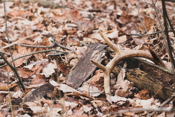 Wall Mural - Chocolate colored antler laying on dead log in the woods 