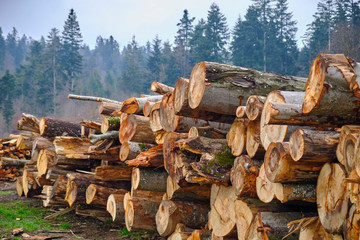 Forestry industry in Slovenia,  mound of freshly cut large wood logs piled up in forest