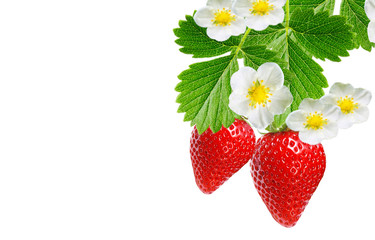 Wall Mural - garden strawberry plant witch ripe red berries on white