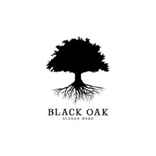 Black Oak Tree Logo And Roots Design Illustration