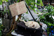 feral cat sleeping in a suitcase on a street in Chiang Mai, Thailand