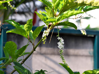 Citharexylum spinosum