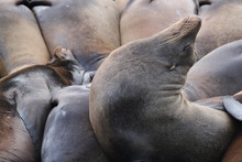 Sea Lions Resting Peacefully In A Pier