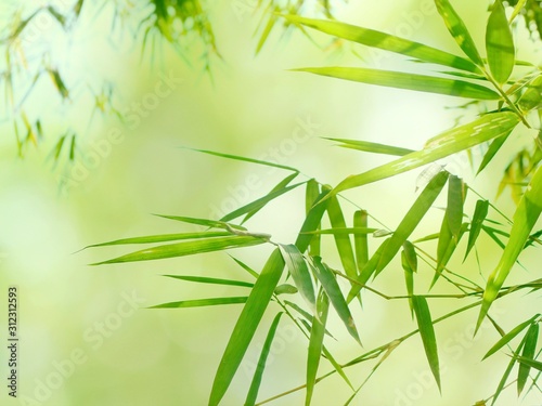 Dekoracja na wymiar  tlo-z-bambusem