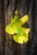Tuft Of Leaves From A Ginkgo Biloba, Or Maidenhair Tree, Changing Color From Green To Yellow For Autumn