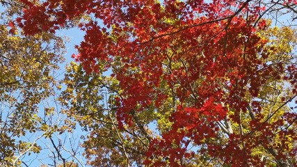 Poster - Maple tree branches are blowing against on clear blue sky background